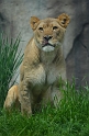 Kids_DZoo_Safari-I (100)